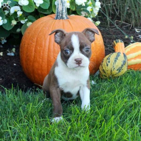 Kleo, Boston Terrier Puppy
