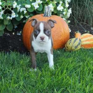 Kleo, Boston Terrier Puppy