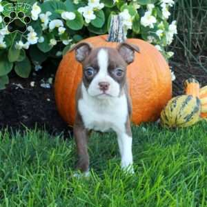 Kleo, Boston Terrier Puppy