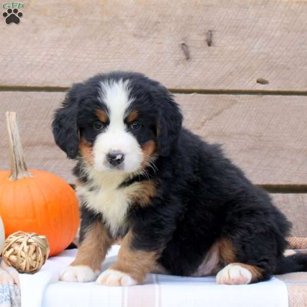 Knox, Bernese Mountain Dog Puppy