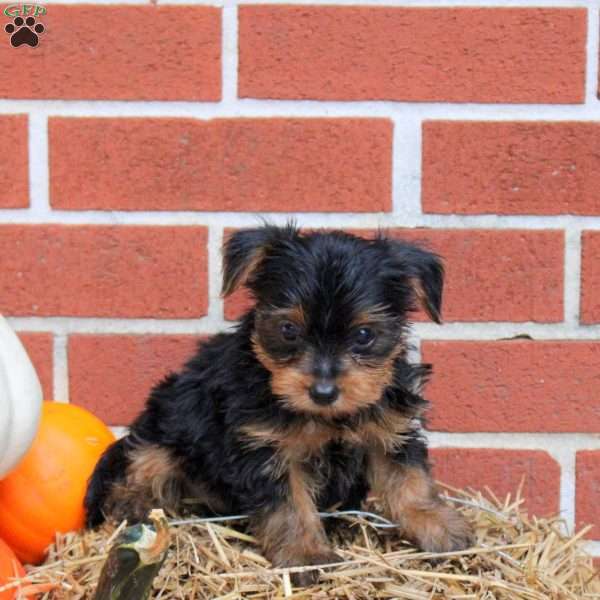 Knox, Yorkie Puppy