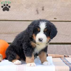 Knox, Bernese Mountain Dog Puppy