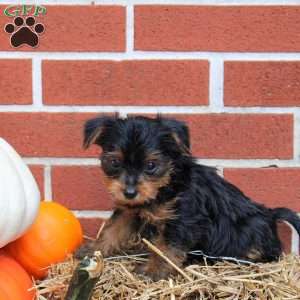Knox, Yorkie Puppy