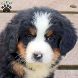 Knox, Bernese Mountain Dog Puppy