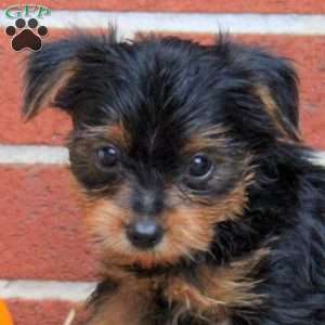 Knox, Yorkie Puppy