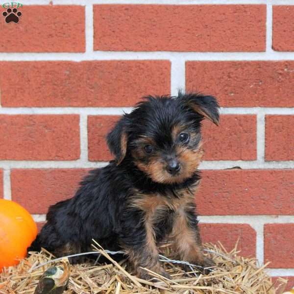 Kobe, Yorkie Puppy