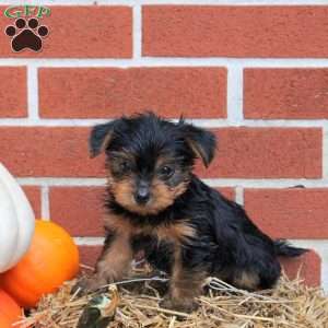 Kobe, Yorkie Puppy