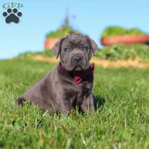 Koda, Cane Corso Puppy