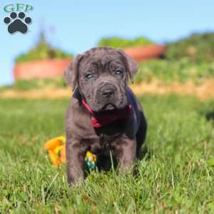 Koda, Cane Corso Puppy