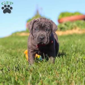 Koda, Cane Corso Puppy