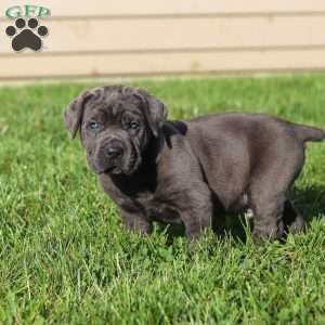 Koda, Cane Corso Puppy