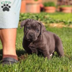 Koda, Cane Corso Puppy