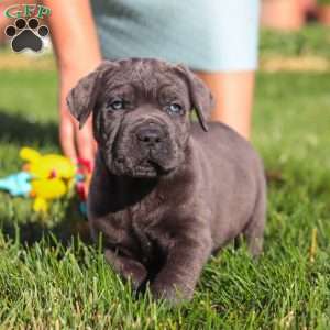 Koda, Cane Corso Puppy