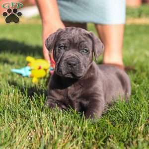 Koda, Cane Corso Puppy