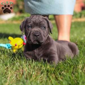 Koda, Cane Corso Puppy