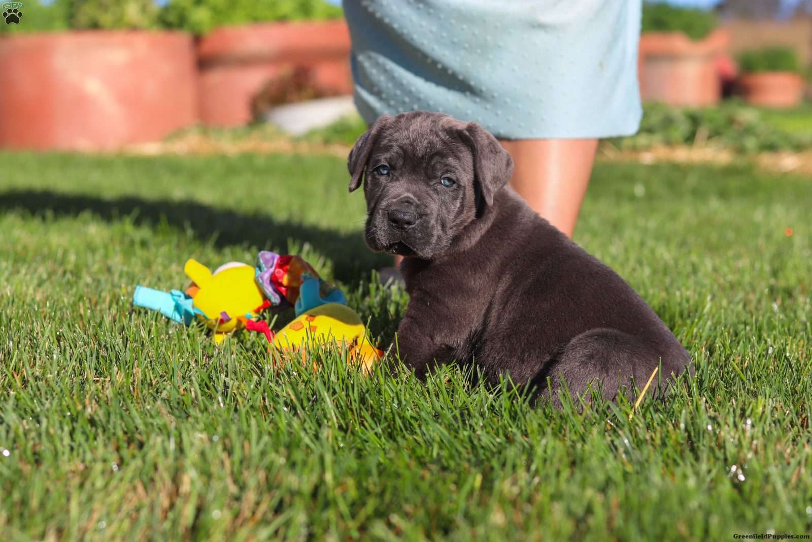 Koda (Cane Corso, Male) in Sugarcreek, OH