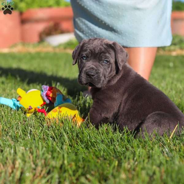 Koda, Cane Corso Puppy