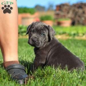 Koda, Cane Corso Puppy