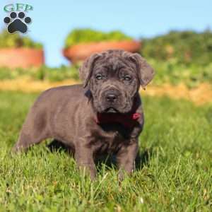 Koda, Cane Corso Puppy