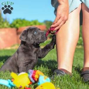 Koda, Cane Corso Puppy