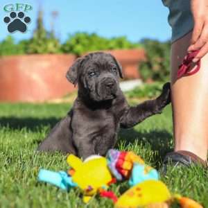Koda, Cane Corso Puppy