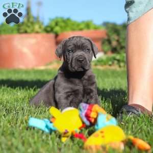 Koda, Cane Corso Puppy