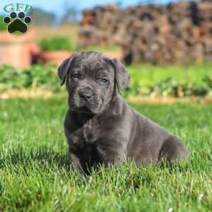 Koda, Cane Corso Puppy
