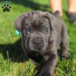 Koda, Cane Corso Puppy