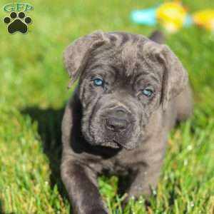 Koda, Cane Corso Puppy