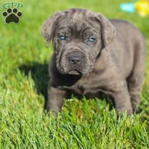 Koda, Cane Corso Puppy
