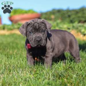 Koda, Cane Corso Puppy