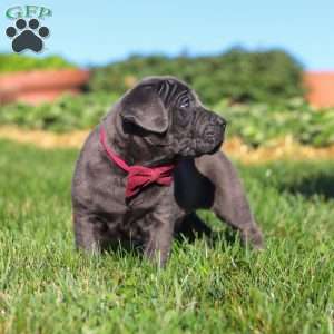 Koda, Cane Corso Puppy