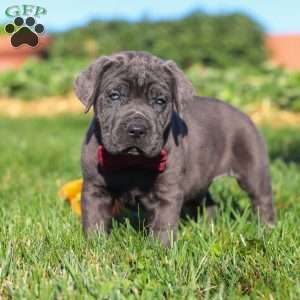 Koda, Cane Corso Puppy
