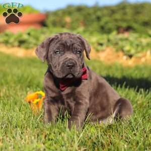 Koda, Cane Corso Puppy