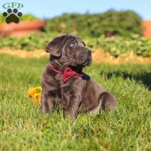 Koda, Cane Corso Puppy