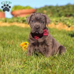 Koda, Cane Corso Puppy