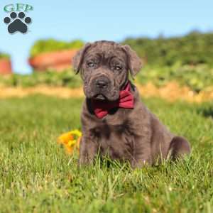 Koda, Cane Corso Puppy