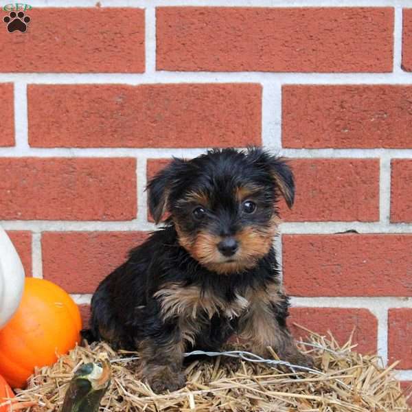 Koda, Yorkie Puppy