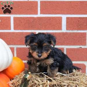 Koda, Yorkie Puppy