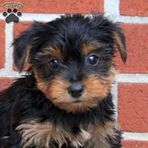 Koda, Yorkie Puppy