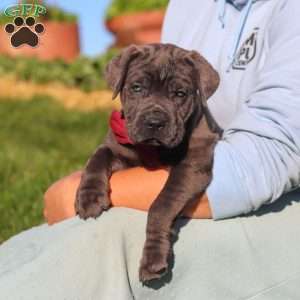 Koda, Cane Corso Puppy
