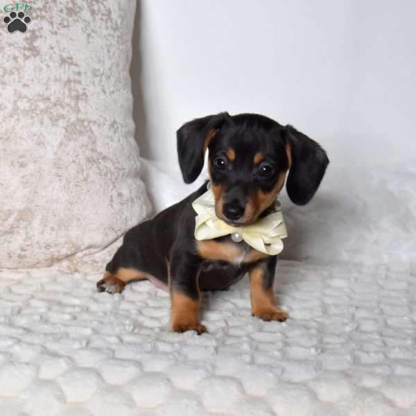 Kodiak, Dachshund Mix Puppy