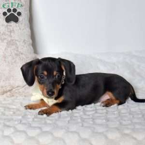 Kodiak, Dachshund Mix Puppy