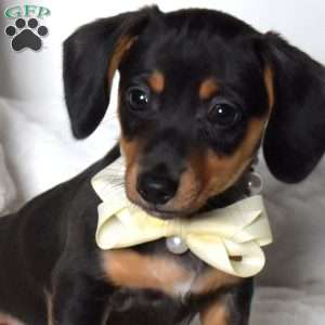 Kodiak, Dachshund Mix Puppy