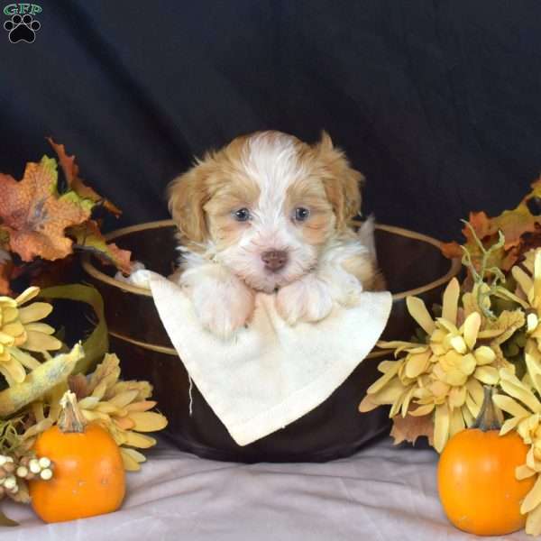 Koko, Teddy Bear Puppy