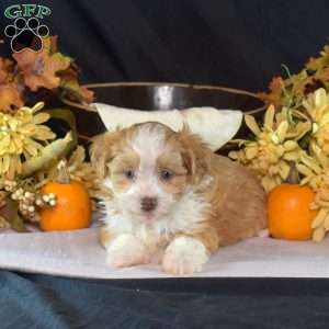 Koko, Teddy Bear Puppy