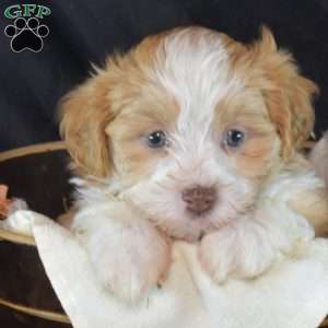 Koko, Teddy Bear Puppy