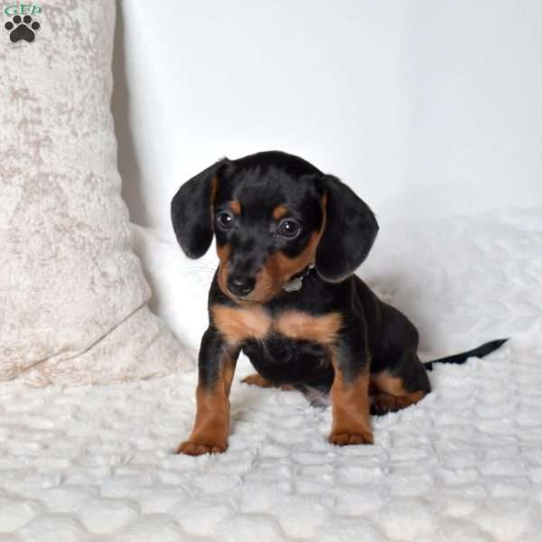 Kolby, Dachshund Mix Puppy