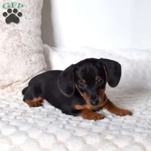Kolby, Dachshund Mix Puppy