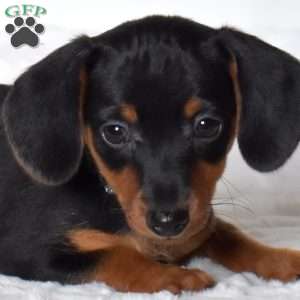 Kolby, Dachshund Mix Puppy
